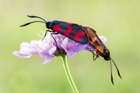 16 - TWO COLORS SIX SPOT BURNETS - LEMMENS JEF - belgium